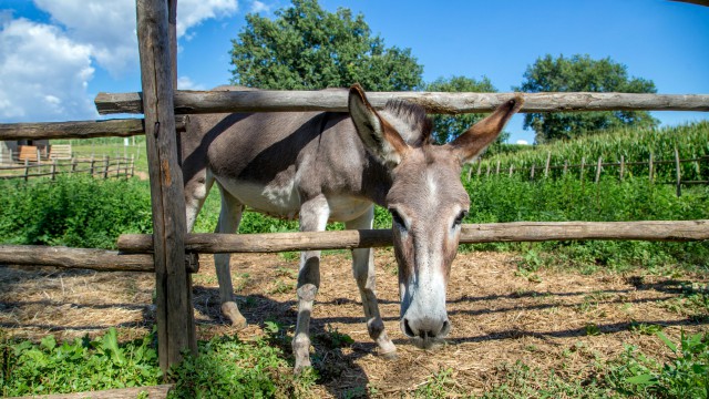 agriturismo-4-ricci-cerveteri-esterni-30